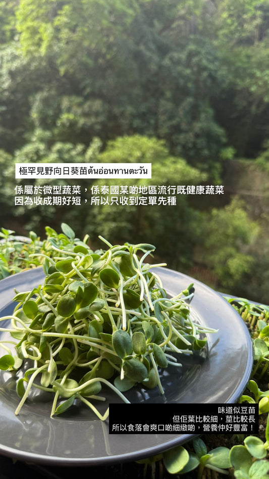 呀華農夫-向日葵苗300g（20/5截，22/5到貨 ）