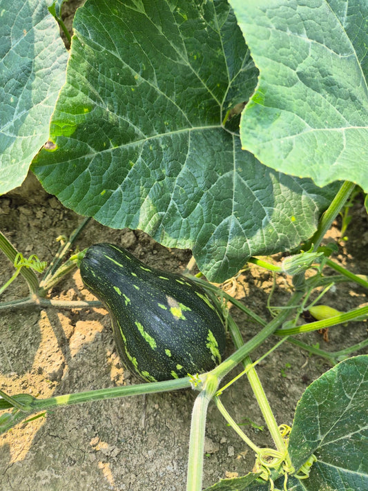 預購本地粟子南瓜（仍然收單當中）￼